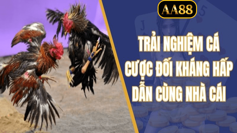 Trải nghiệm cá cược aa88 chất lượng